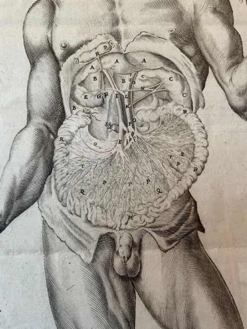 17TH CENTURY ANATOMICAL ENGRAVING - ADDITIONAL PHOTO 1