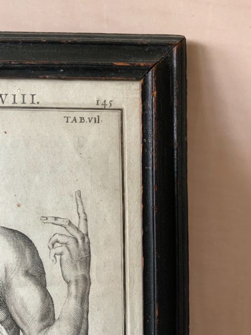 17TH CENTURY ANATOMICAL ENGRAVING - ADDITIONAL PHOTO 3