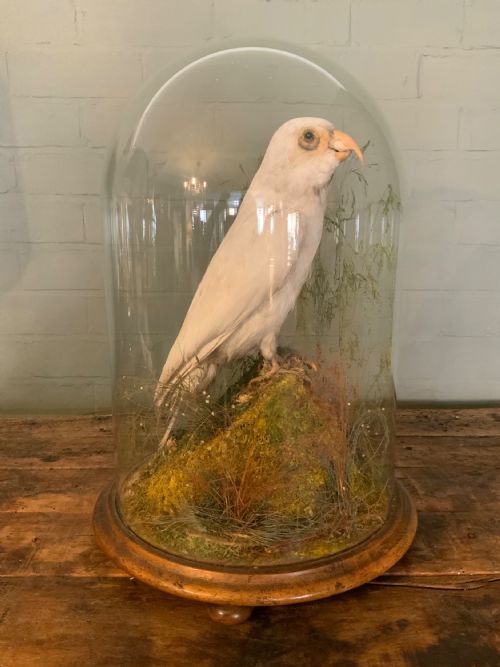 a large late 19thc taxidermy parrot - CATEGORY: ANTIQUE MISCELLANEOUS - DATED VICTORIAN