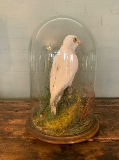 A LARGE LATE 19THC TAXIDERMY PARROT - ADDITIONAL PHOTO 1