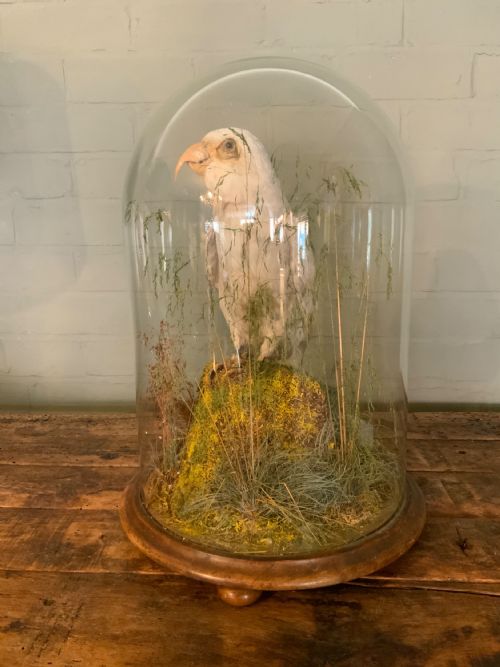 A LARGE LATE 19THC TAXIDERMY PARROT - ADDITIONAL PHOTO 2