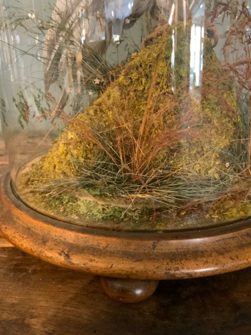 A LARGE LATE 19THC TAXIDERMY PARROT - ADDITIONAL PHOTO 3