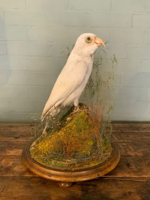 A LARGE LATE 19THC TAXIDERMY PARROT - ADDITIONAL PHOTO 4