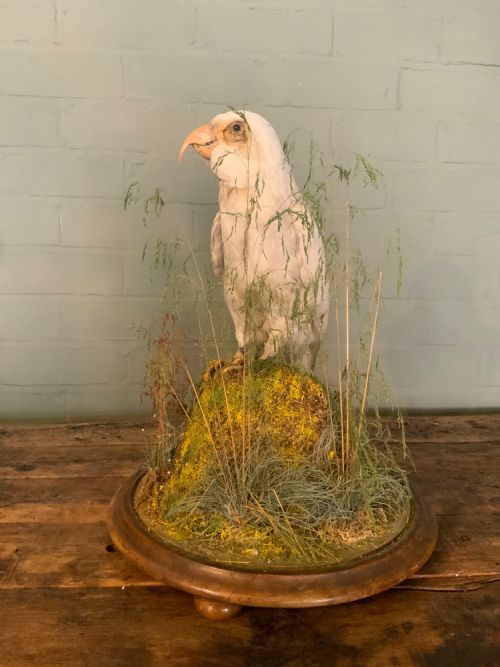 A LARGE LATE 19THC TAXIDERMY PARROT - ADDITIONAL PHOTO 5