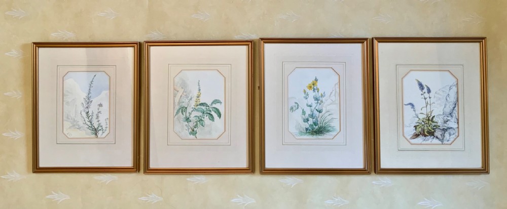 20th century botanical watercolours 