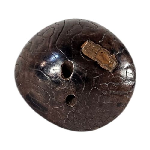 fig 1. A 19th-century Japanese carved boxwood netsuke depicting a snail resting on the cap of a ribbed mushroom.