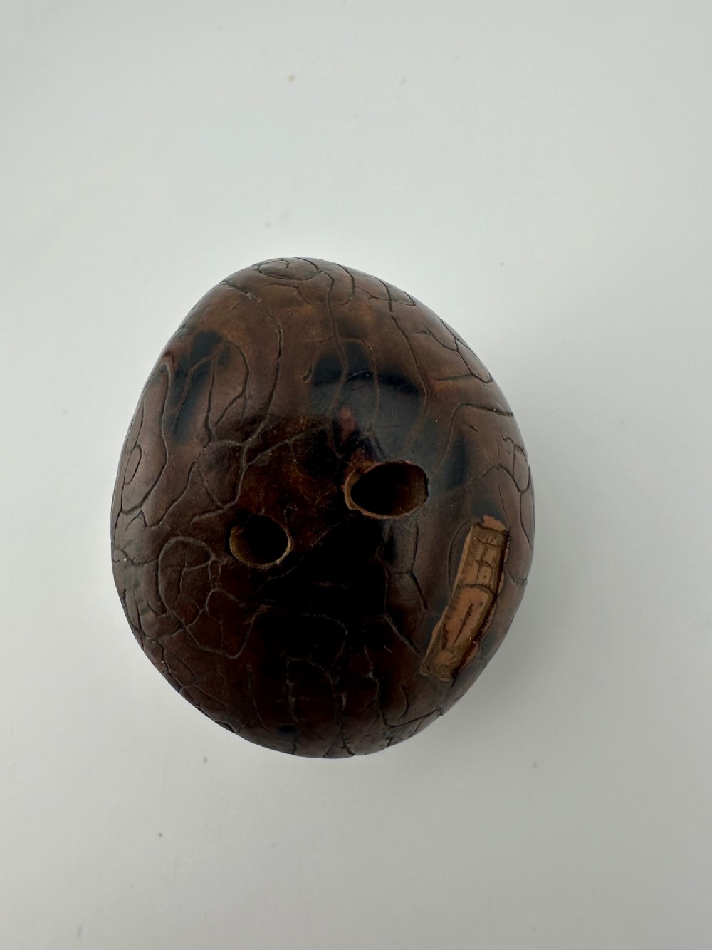 A 19th-century Japanese carved boxwood netsuke depicting a snail resting on the cap of a ribbed mushroom. View IV