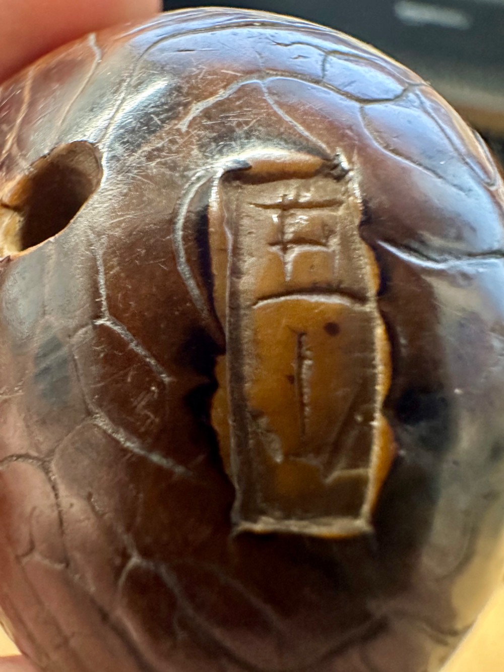 A 19th-century Japanese carved boxwood netsuke depicting a snail resting on the cap of a ribbed mushroom. View XI