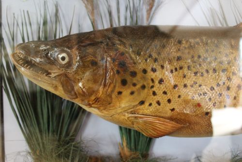 TAXIDERMY RARE TROUT VICTORIAN F W ANSTISS FLY FISHERS CLUB C1894 - ADDITIONAL PHOTO 2