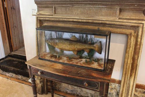 TAXIDERMY RARE TROUT VICTORIAN F W ANSTISS FLY FISHERS CLUB C1894 - ADDITIONAL PHOTO 9