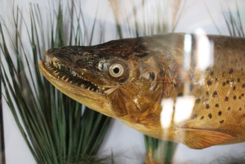 TAXIDERMY RARE TROUT VICTORIAN F W ANSTISS FLY FISHERS CLUB C1894 - ADDITIONAL PHOTO 11