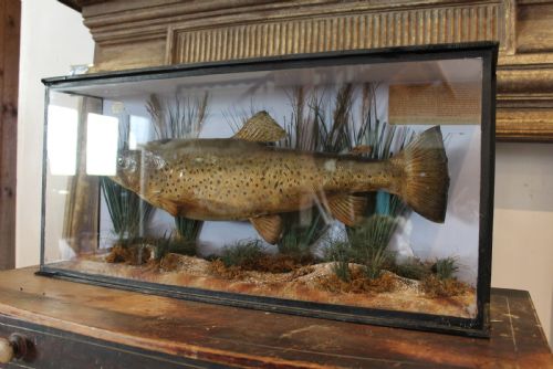 TAXIDERMY RARE TROUT VICTORIAN F W ANSTISS FLY FISHERS CLUB C1894 - ADDITIONAL PHOTO 14