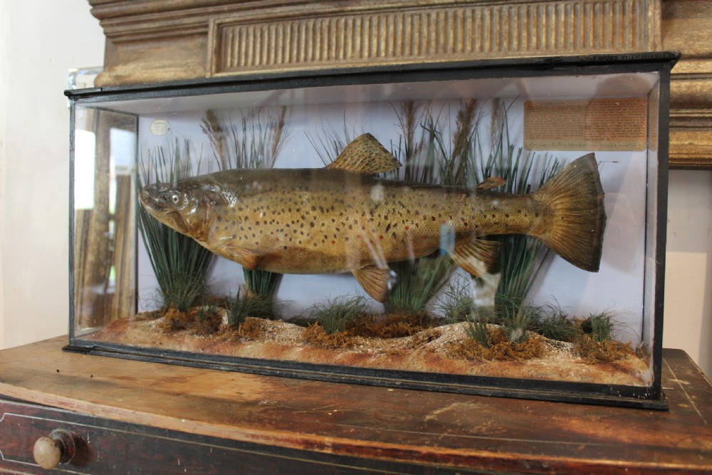 Taxidermy rare Trout Victorian F W Anstiss Fly Fishers Club c1894