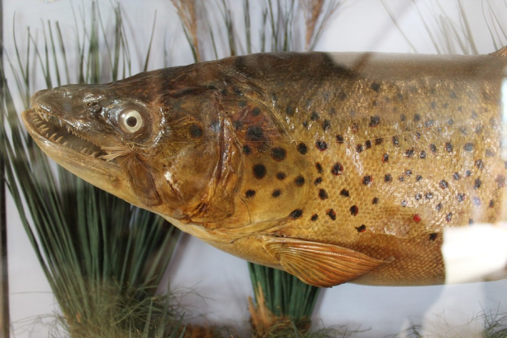 Taxidermy rare Trout Victorian F W Anstiss Fly Fishers Club c1894 View III