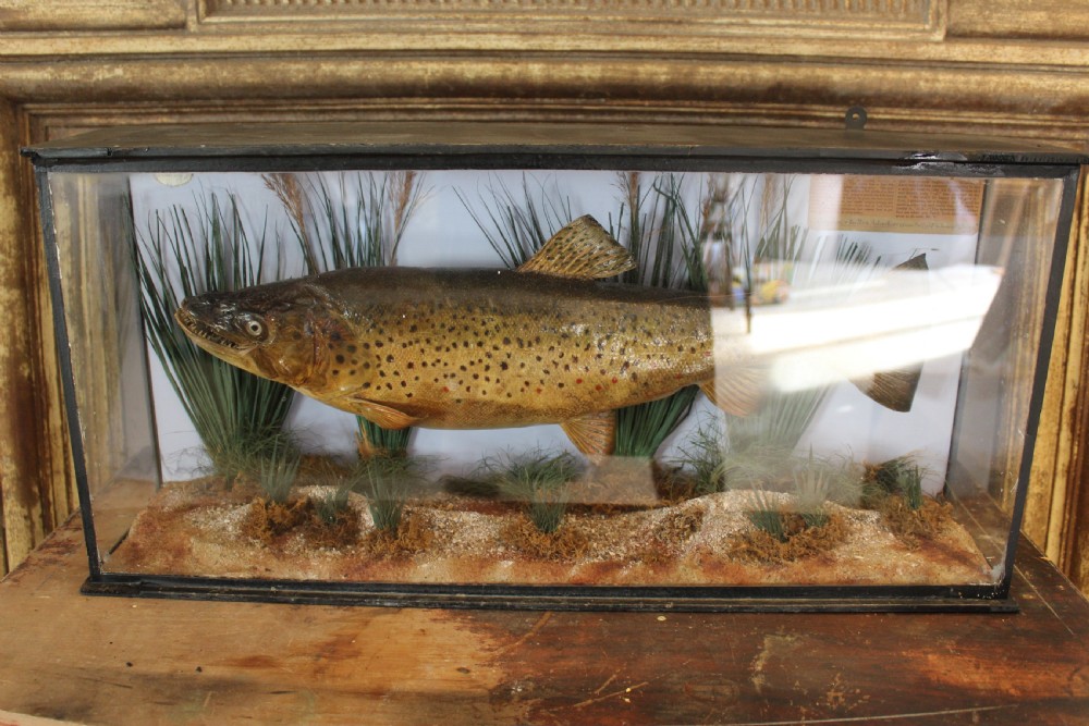Taxidermy rare Trout Victorian F W Anstiss Fly Fishers Club c1894 View VI
