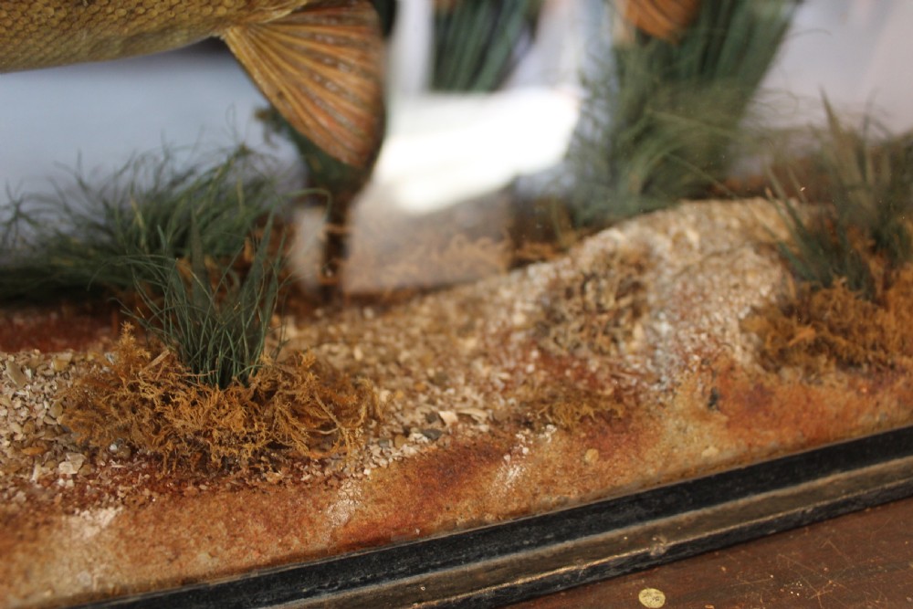 Taxidermy rare Trout Victorian F W Anstiss Fly Fishers Club c1894 View IX
