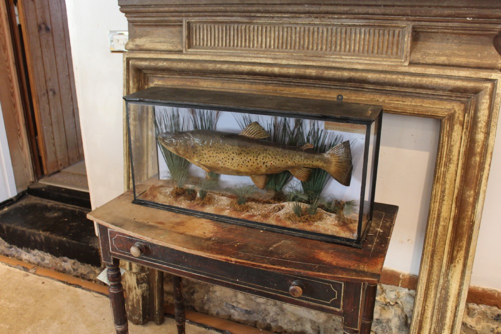 Taxidermy rare Trout Victorian F W Anstiss Fly Fishers Club c1894 View X