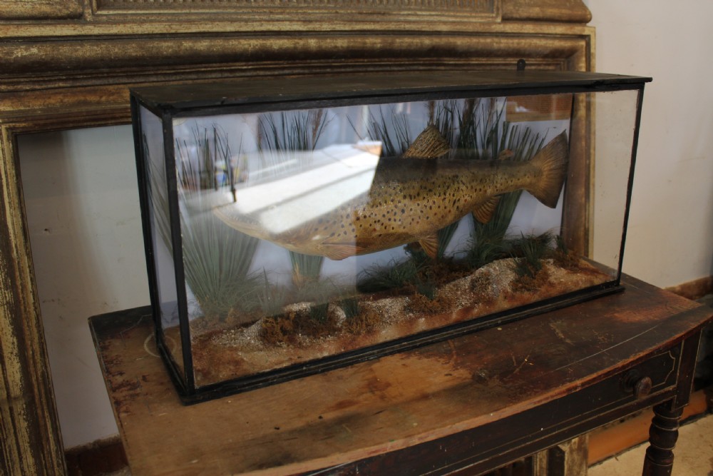 Taxidermy rare Trout Victorian F W Anstiss Fly Fishers Club c1894 View XI