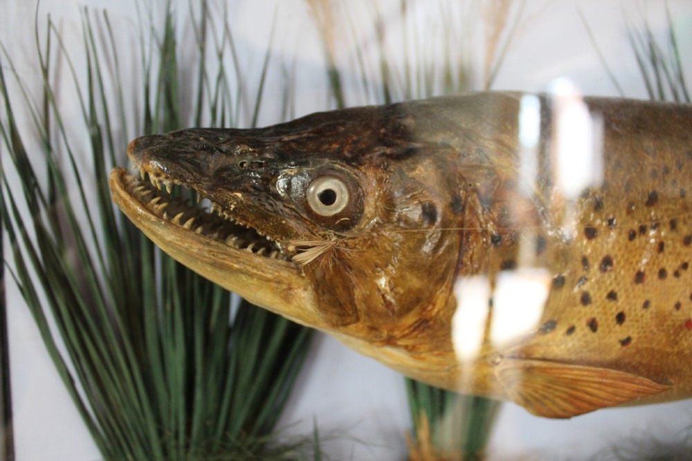 Taxidermy rare Trout Victorian F W Anstiss Fly Fishers Club c1894 View XII