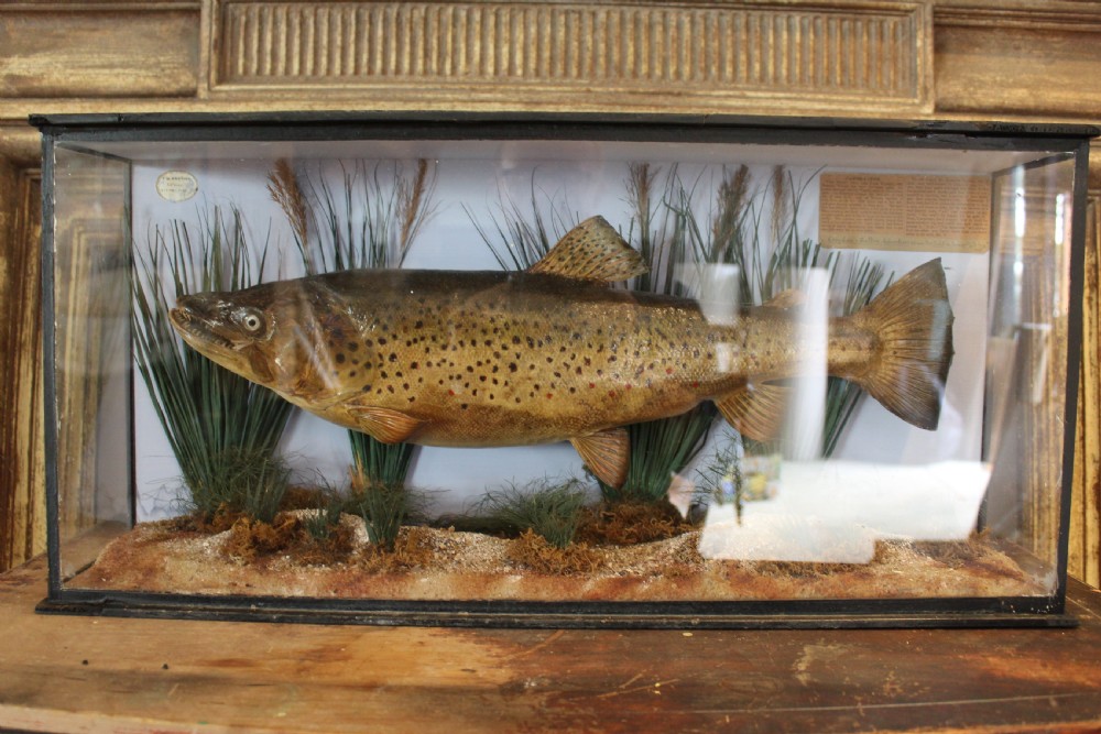 Taxidermy rare Trout Victorian F W Anstiss Fly Fishers Club c1894 View XIII