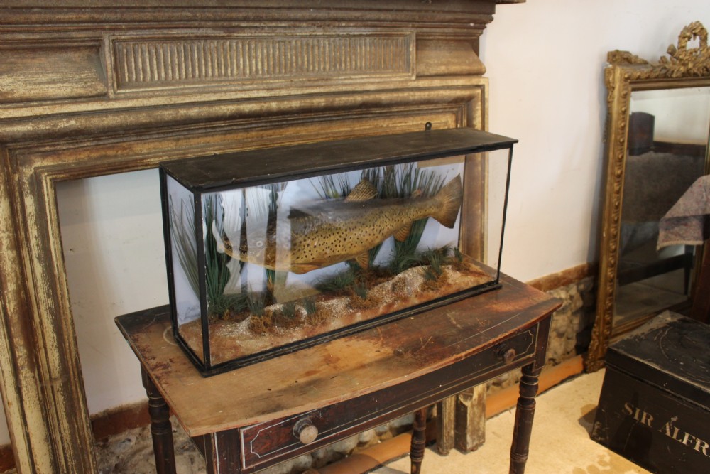 Taxidermy rare Trout Victorian F W Anstiss Fly Fishers Club c1894 View XIV
