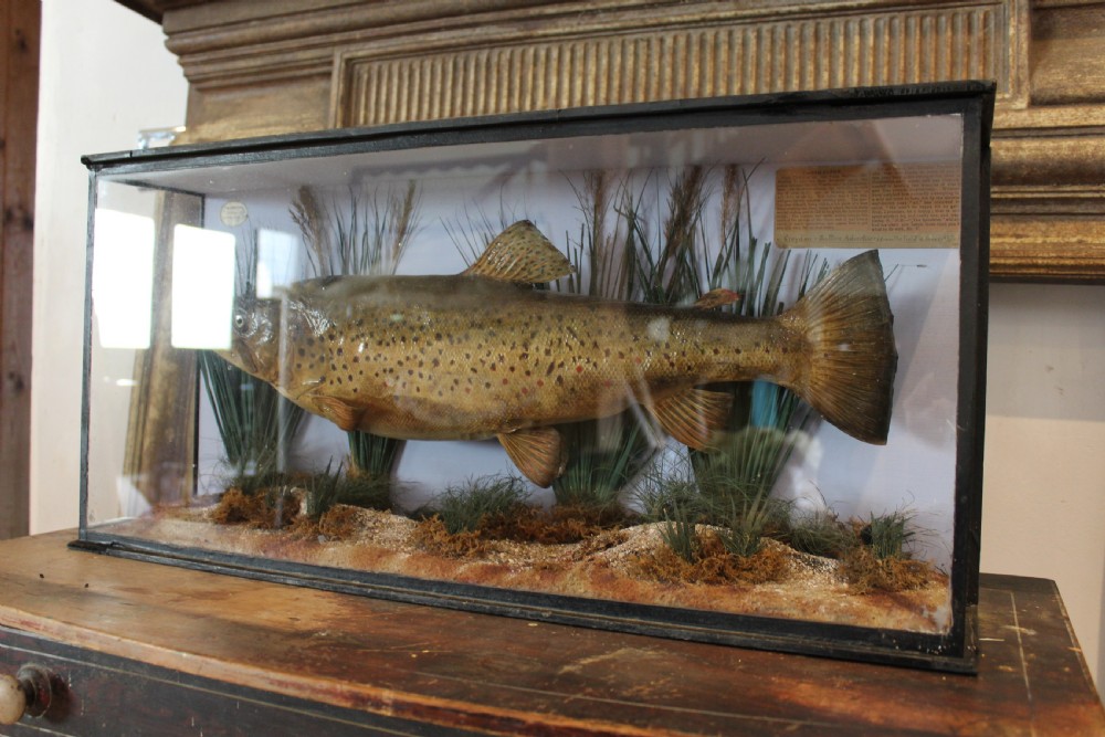 Taxidermy rare Trout Victorian F W Anstiss Fly Fishers Club c1894 View XV