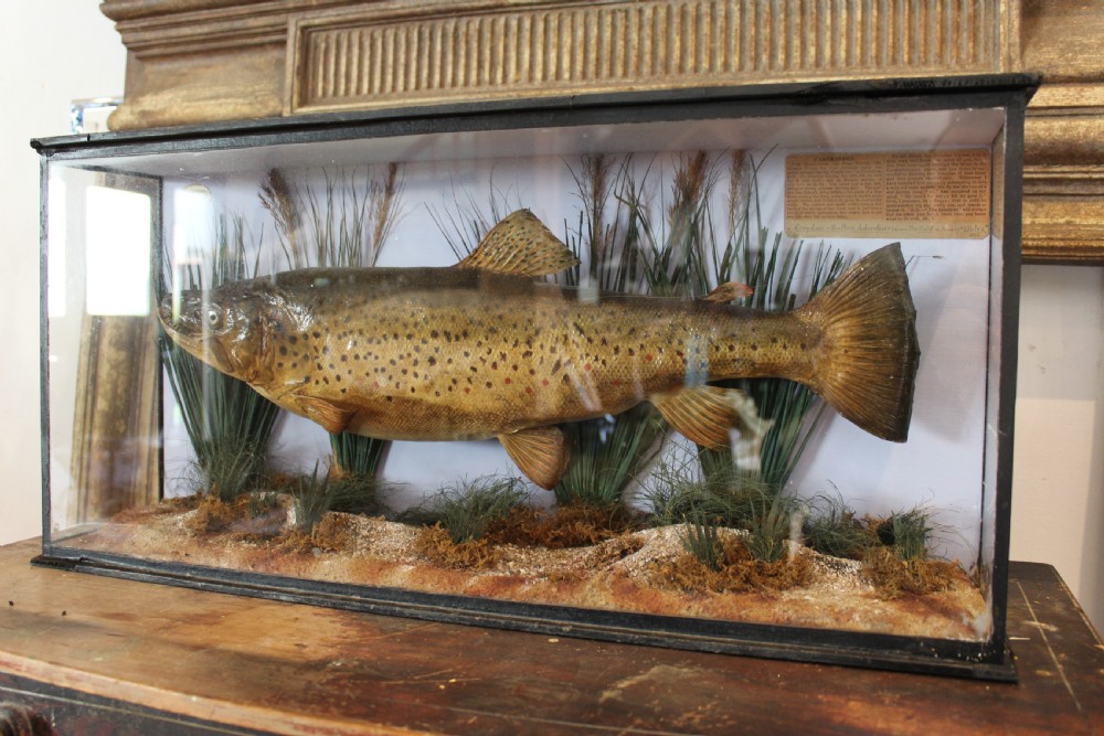 Taxidermy rare Trout Victorian F W Anstiss Fly Fishers Club c1894 View XVI