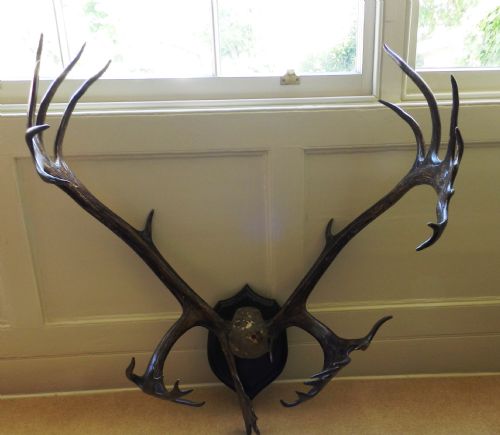 Rowland Ward Wild Reindeer Antlers C1910