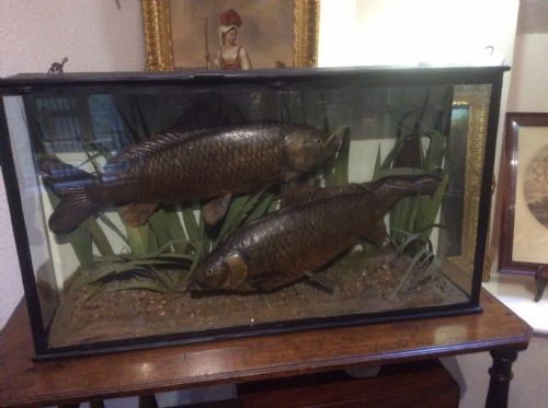 Cased Pair of Taxidermy Carp, Edwardian