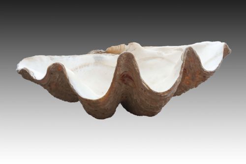 Exceptionaly Large Giant Clam Shell