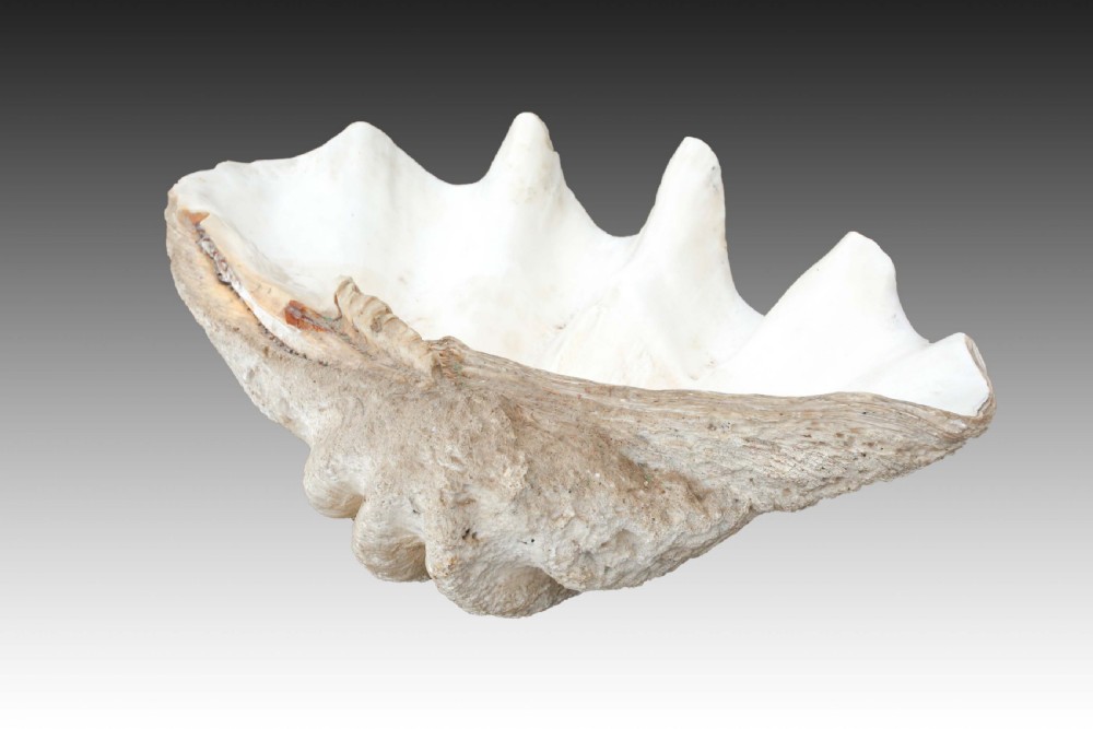 Exceptionaly Large Giant Clam Shell View III