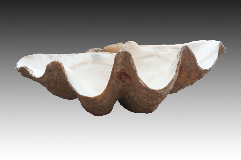 Exceptionaly Large Giant Clam Shell