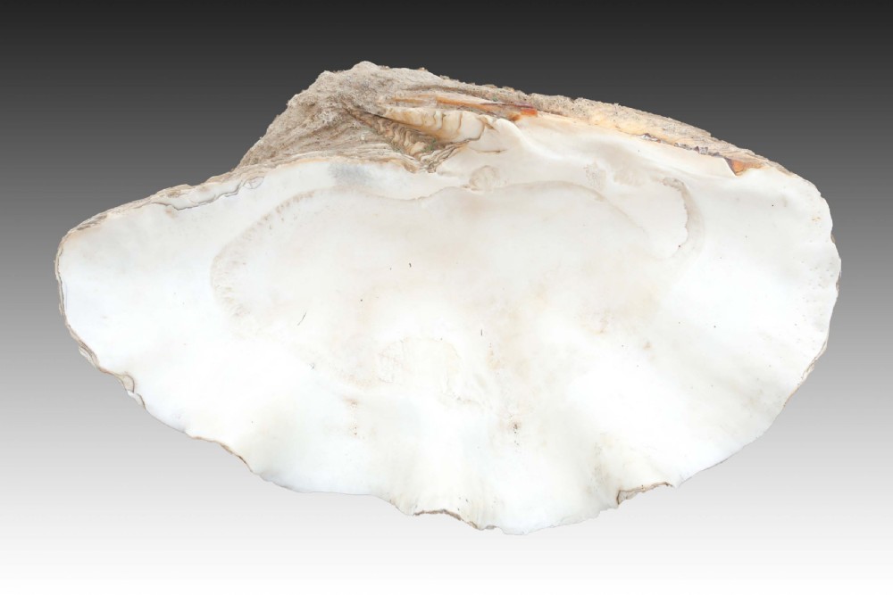 Exceptionaly Large Giant Clam Shell View II