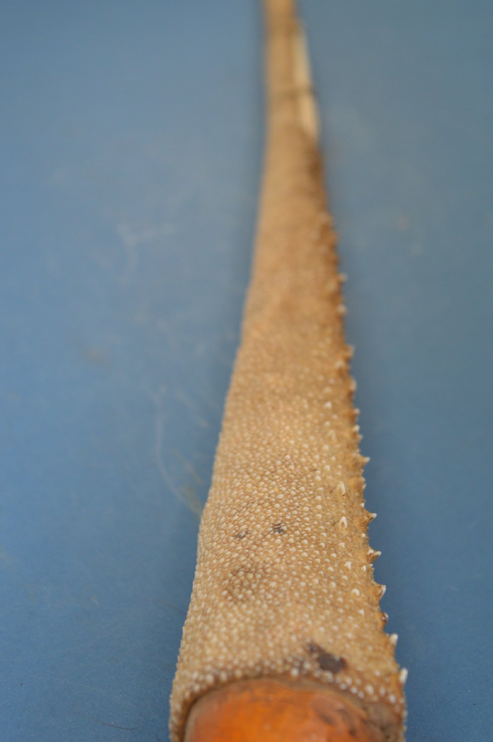 19th Century Gilbert Islands Stingray Skin Temeran or Taboua Sword,c1870 View XI