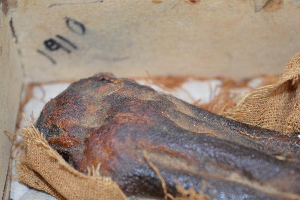 Mummified Monkey Hand In Presentation Box,Grand Tour Piece , c1910 View IV