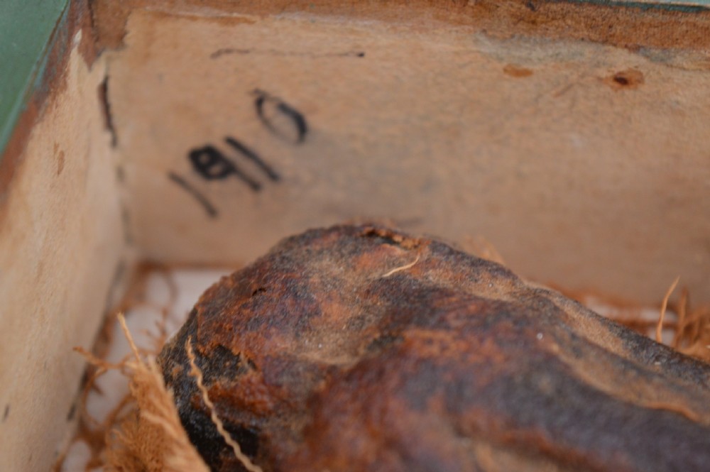 Mummified Monkey Hand In Presentation Box,Grand Tour Piece , c1910 View VII