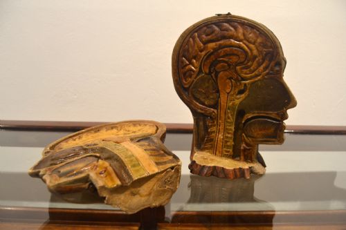 Antique Anatomical Head Model