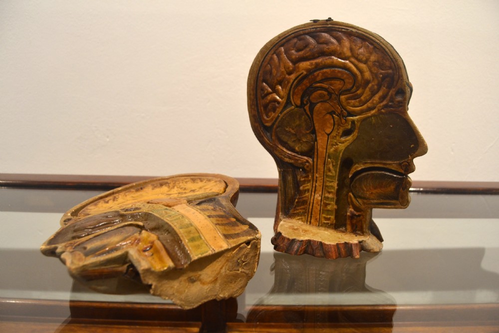 Antique Anatomical Head Model