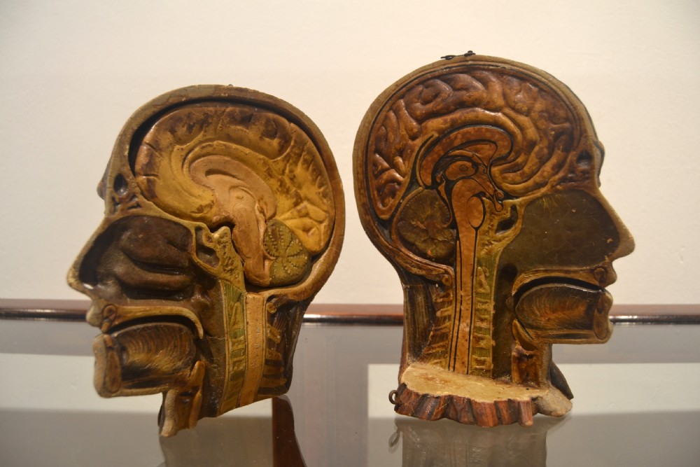 Antique Anatomical Head Model View II