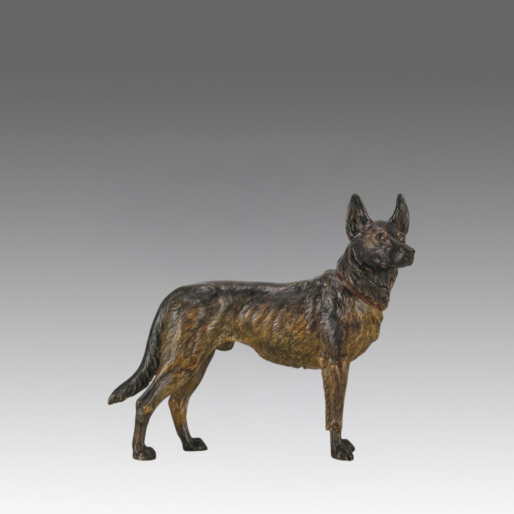 An early twentieth-century cold-painted bronze sculpture depicting an Alsatian dog in a standing pose.