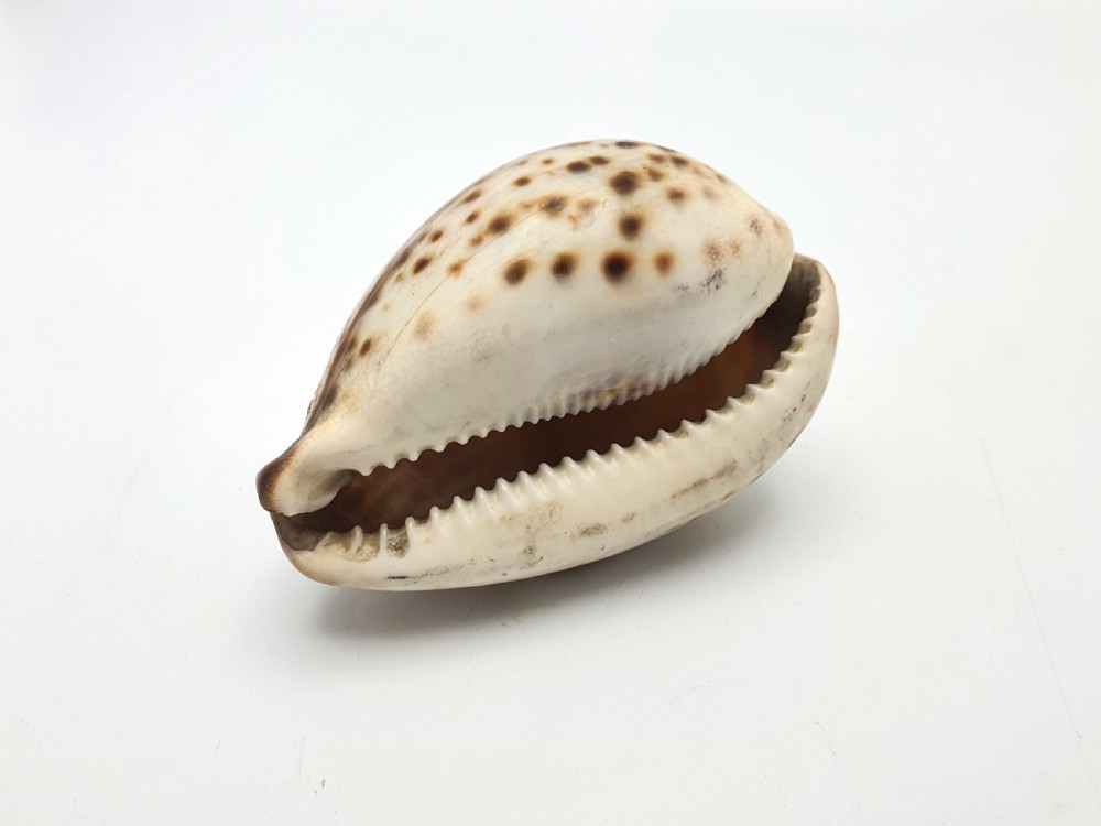 A polished cream and brown cowrie shell intricately etched with calligraphic cursive script detailing the Lords Prayer. View III
