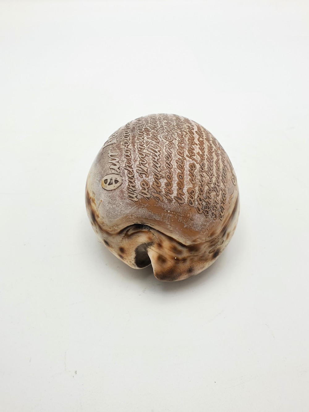 A polished cream and brown cowrie shell intricately etched with calligraphic cursive script detailing the Lords Prayer. View VI