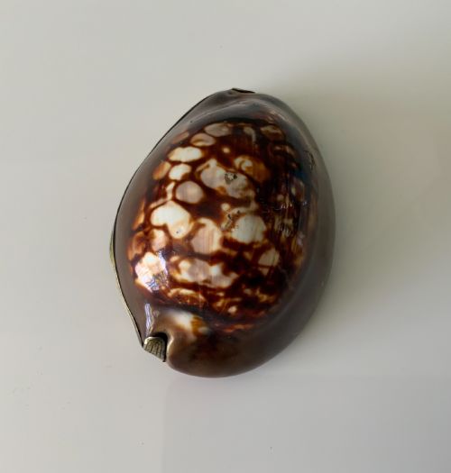 Rare Full Cowrie French Silver Snuff Box