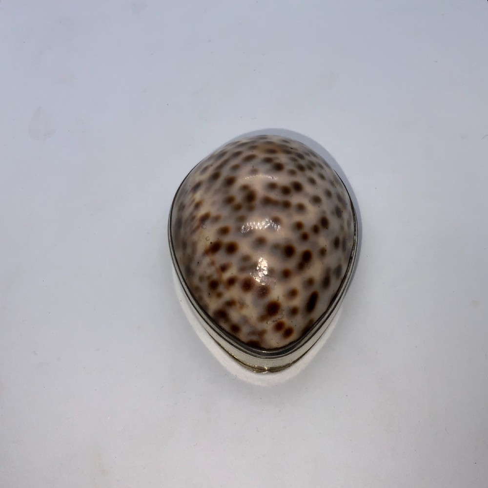 Georgian Cowrie Snuff Box View II