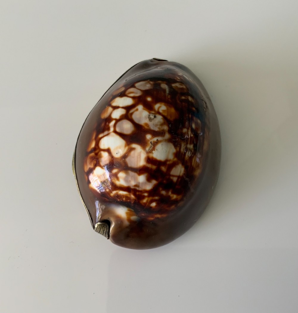 Rare full cowrie French silver snuff box