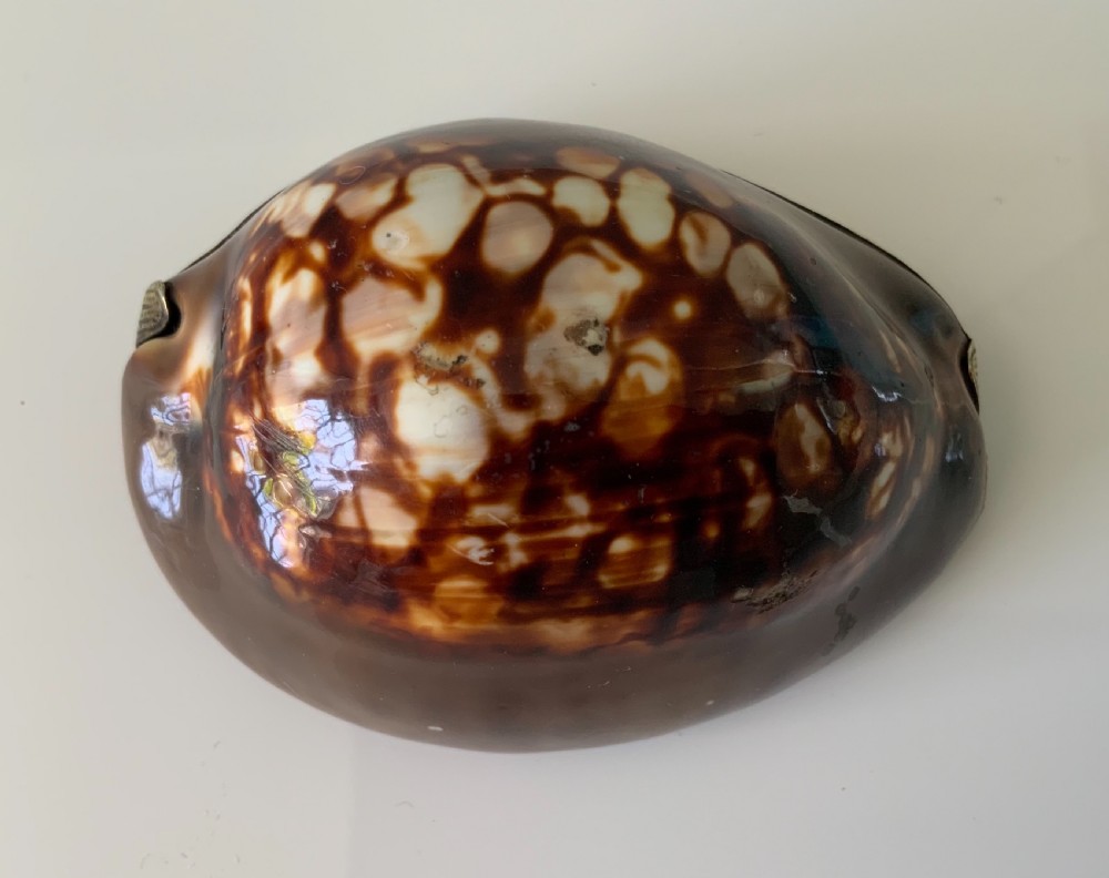 Rare full cowrie French silver snuff box View VI