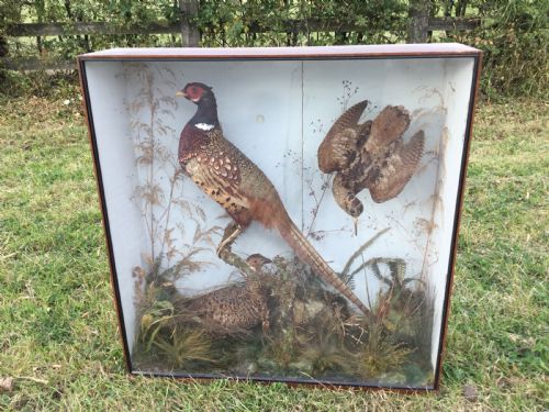 Victorian Cased Taxidermy