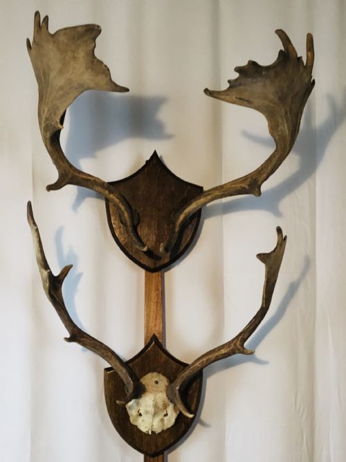 Two Pairs Shield Trophy Mounted Antlers