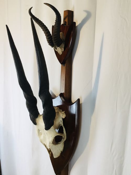 Two Sets Trophy Mounted African Horns