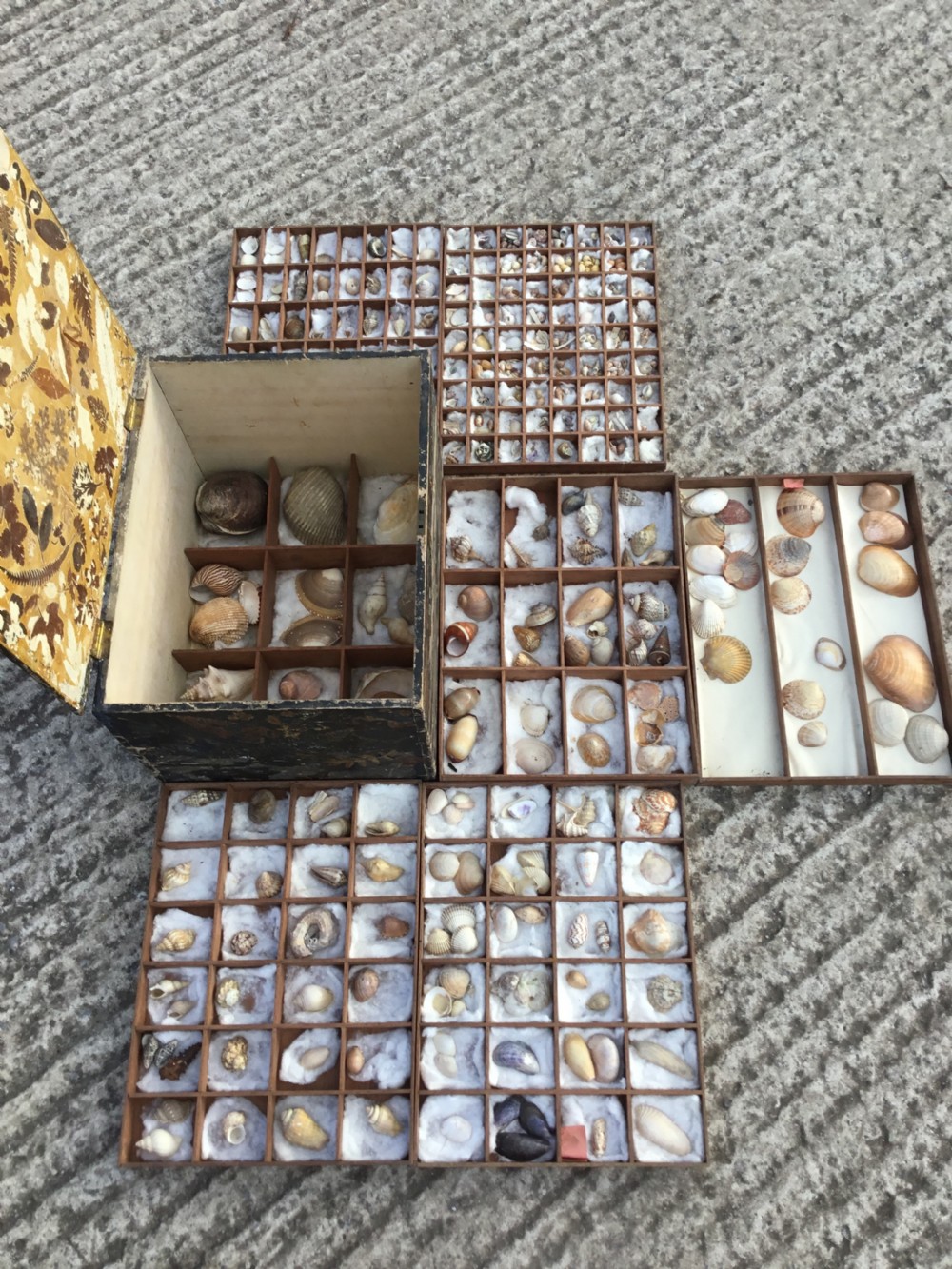 19th Century Boxed Shell Collection 